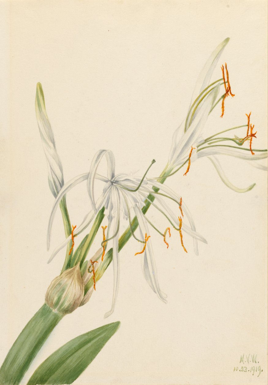 Spider Lily by Mary Vaux Walcott