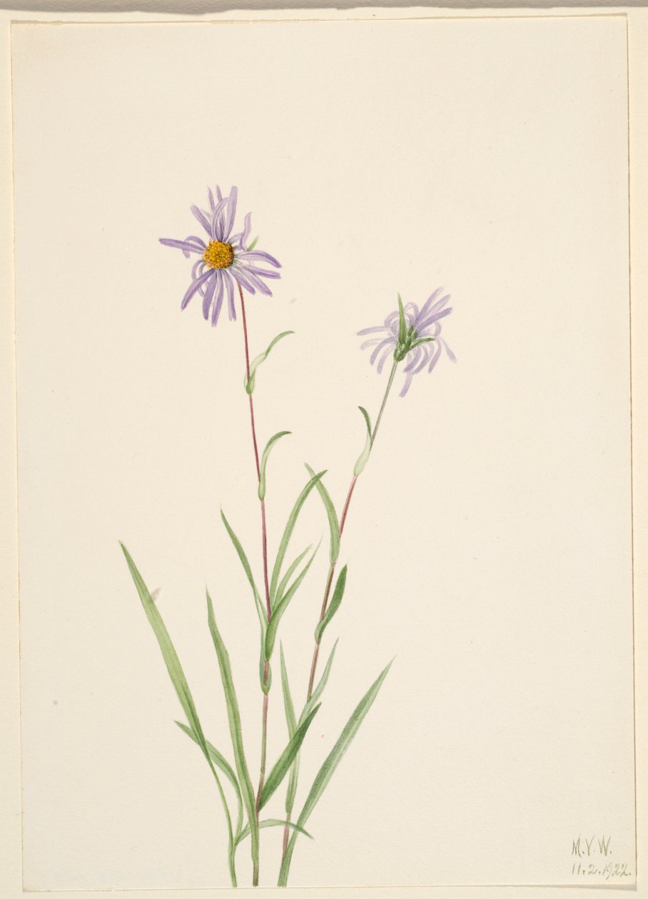 Swamp Aster by Mary Vaux Walcott