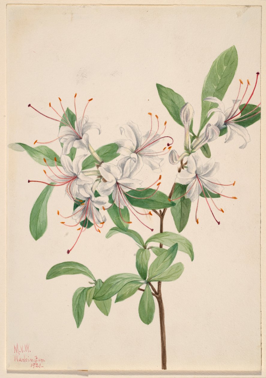 Sweet Azalea by Mary Vaux Walcott