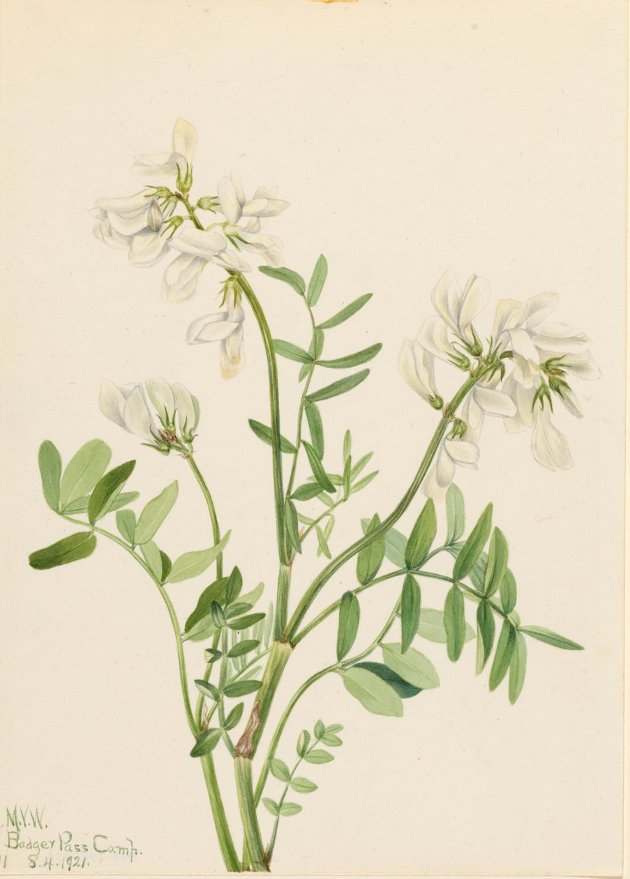 Sweetvetch by Mary Vaux Walcott