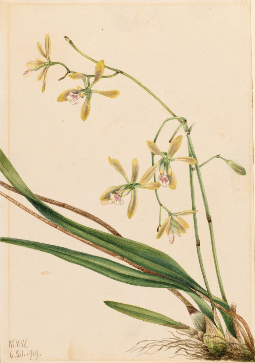 Tampa Epidendrum by Mary Vaux Walcott