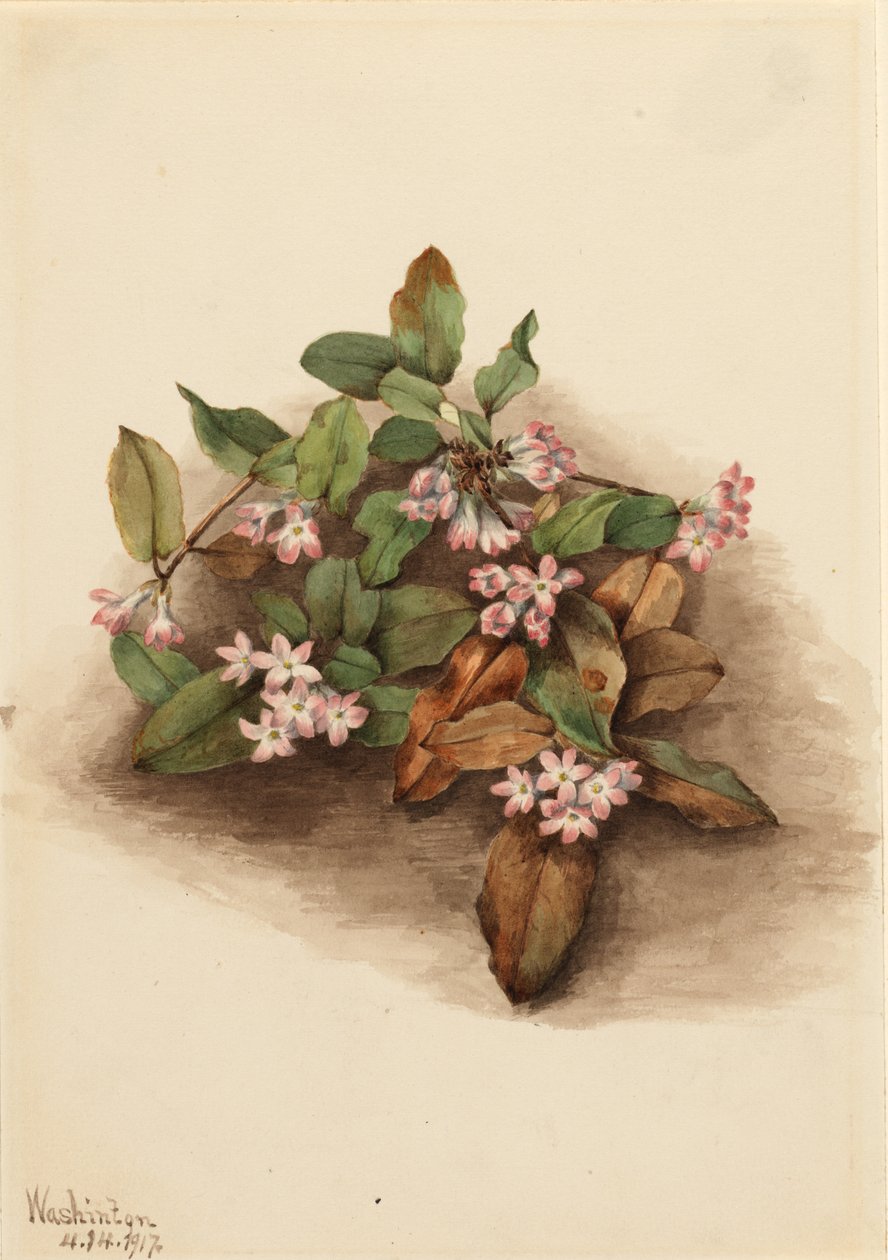 Trailing Arbutus by Mary Vaux Walcott
