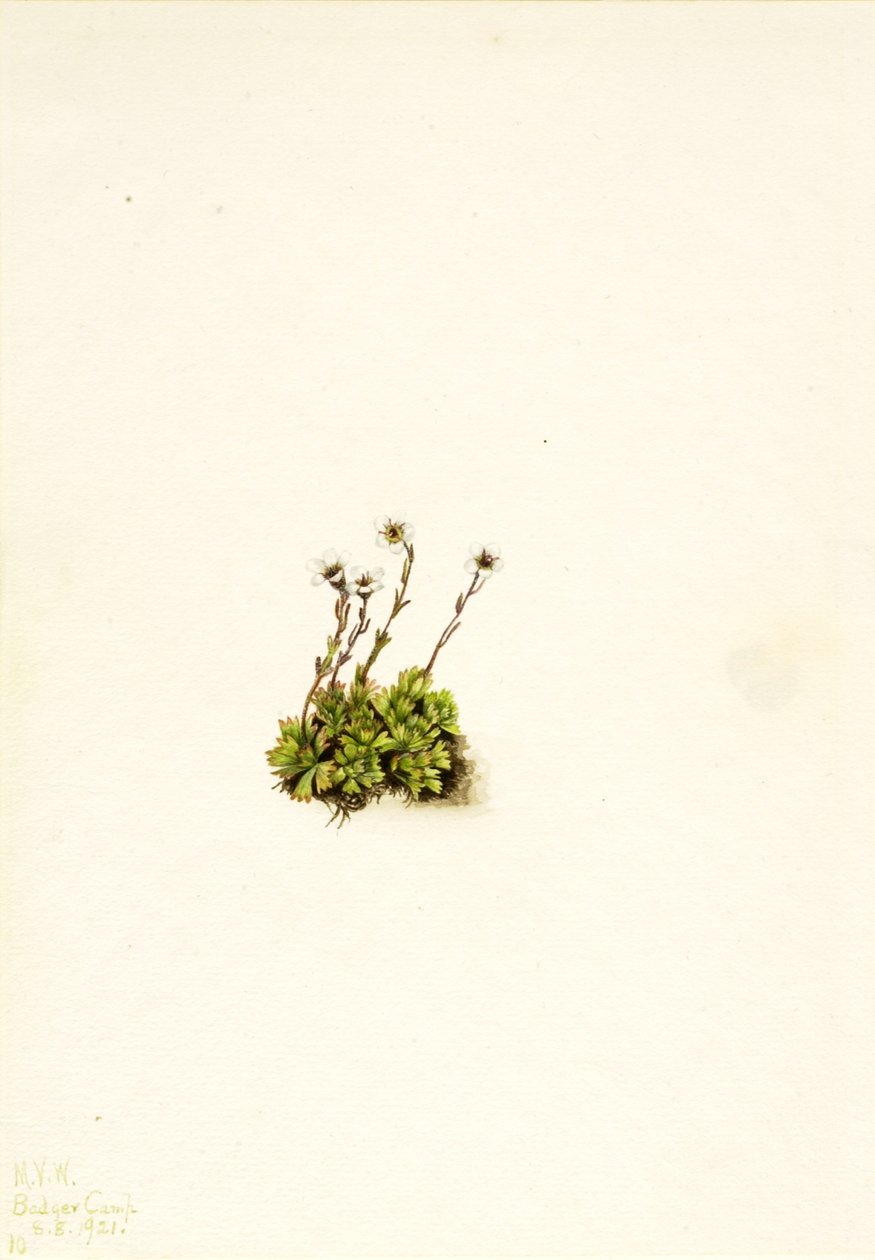 Tufted Saxifrage by Mary Vaux Walcott