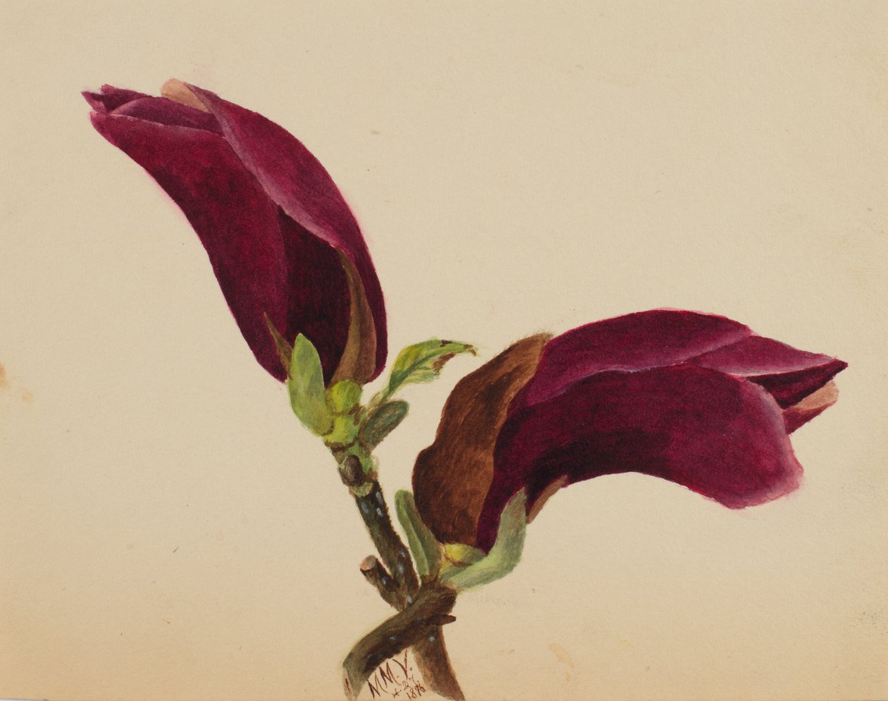 Untitled--Flower Study by Mary Vaux Walcott