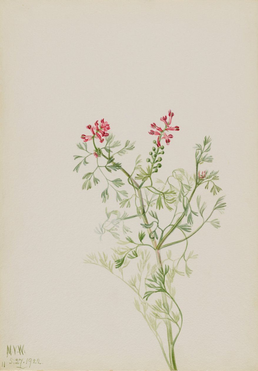 Untitled--Plant Study by Mary Vaux Walcott