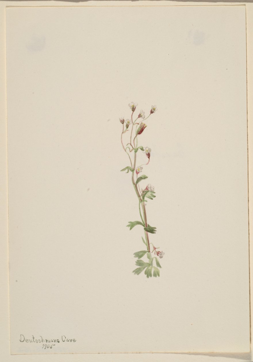 Untitled (Plant Study) by Mary Vaux Walcott