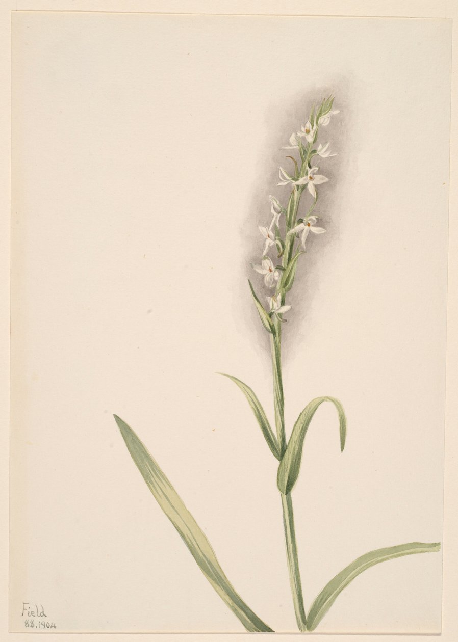Untitled (Plant Study) by Mary Vaux Walcott