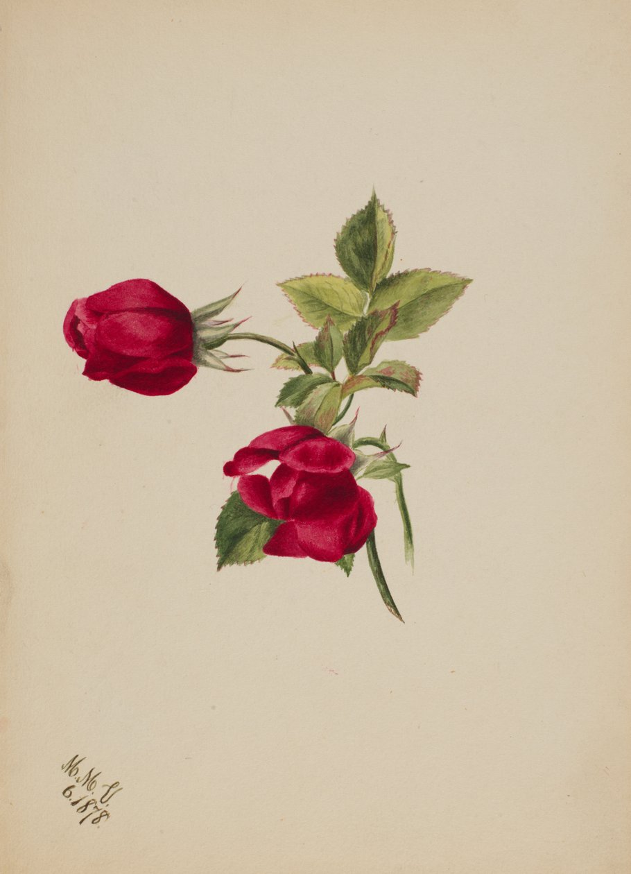 Untitled--Rose by Mary Vaux Walcott