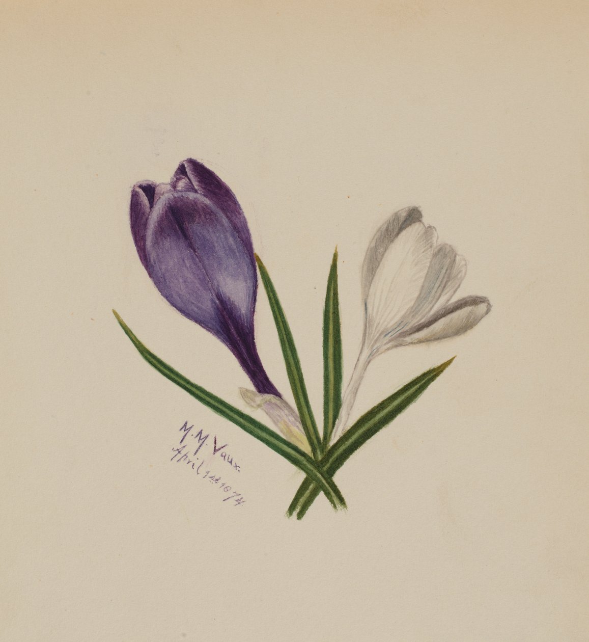 Untitled Crocuses by Mary Vaux Walcott
