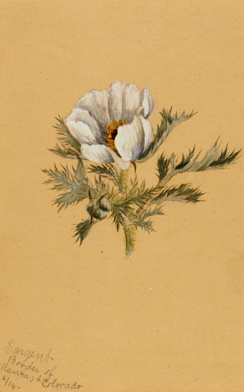 Untitled Flower Study, 1883 by Mary Vaux Walcott