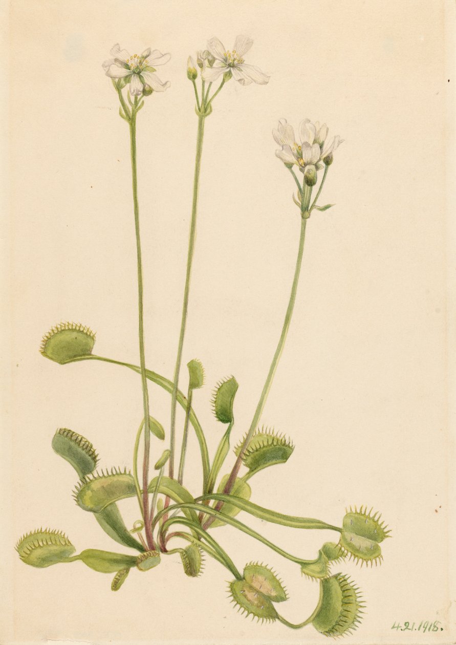 Venus Flytrap Dionaea muscipula by Mary Vaux Walcott