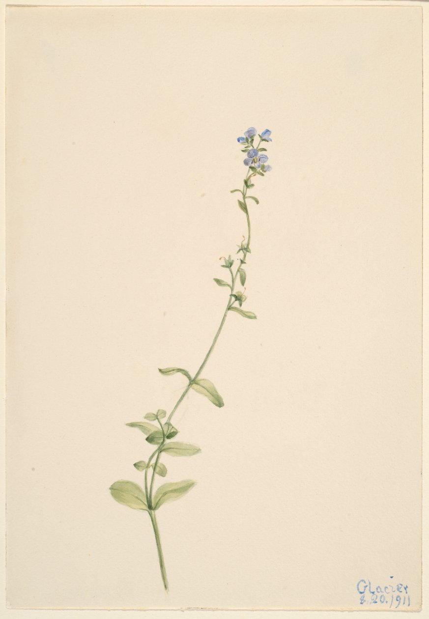 Thyme-leaved Speedwell by Mary Vaux Walcott