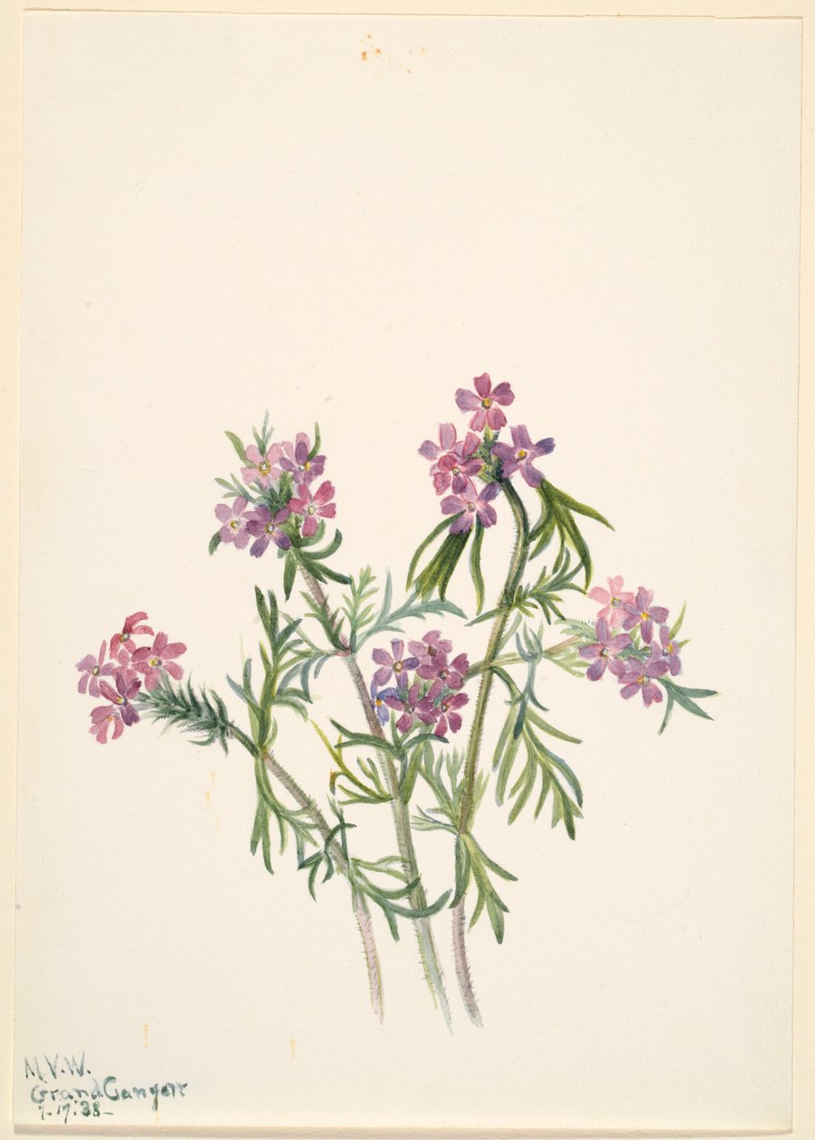 Vervain by Mary Vaux Walcott