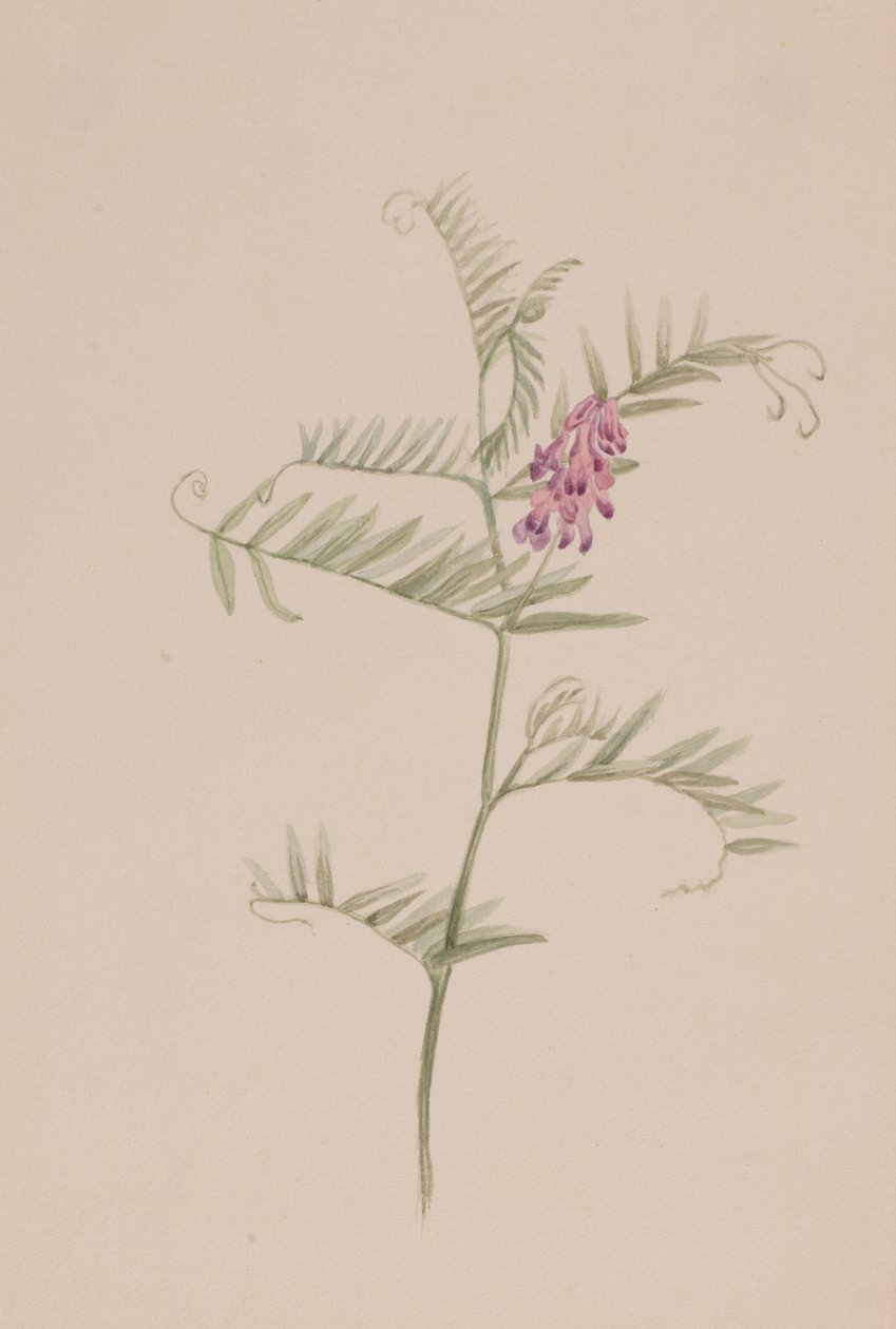 Vicia americana by Mary Vaux Walcott