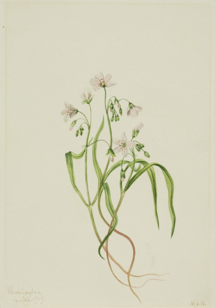 Virginia Springbeauty by Mary Vaux Walcott
