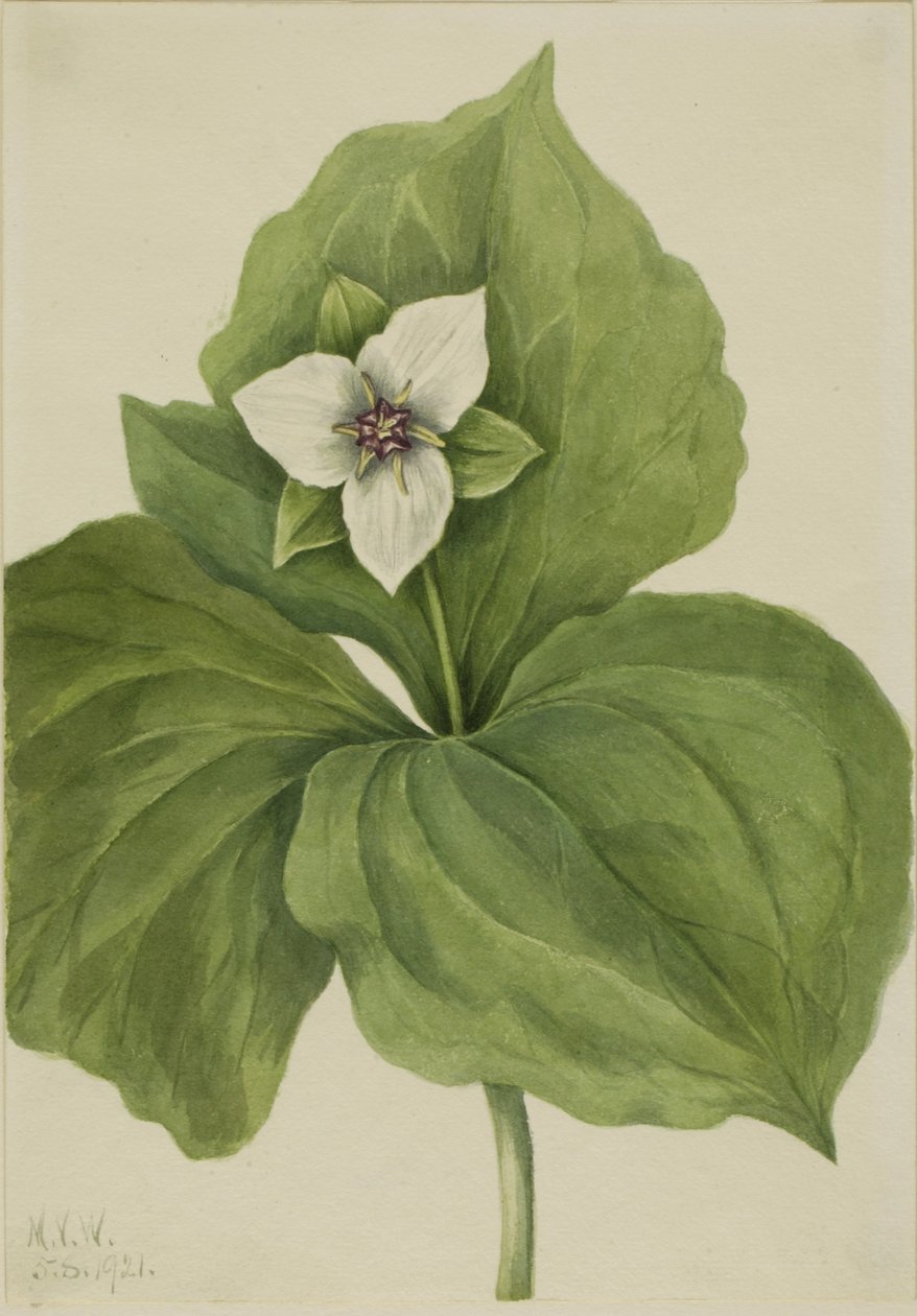Wax Trillium by Mary Vaux Walcott