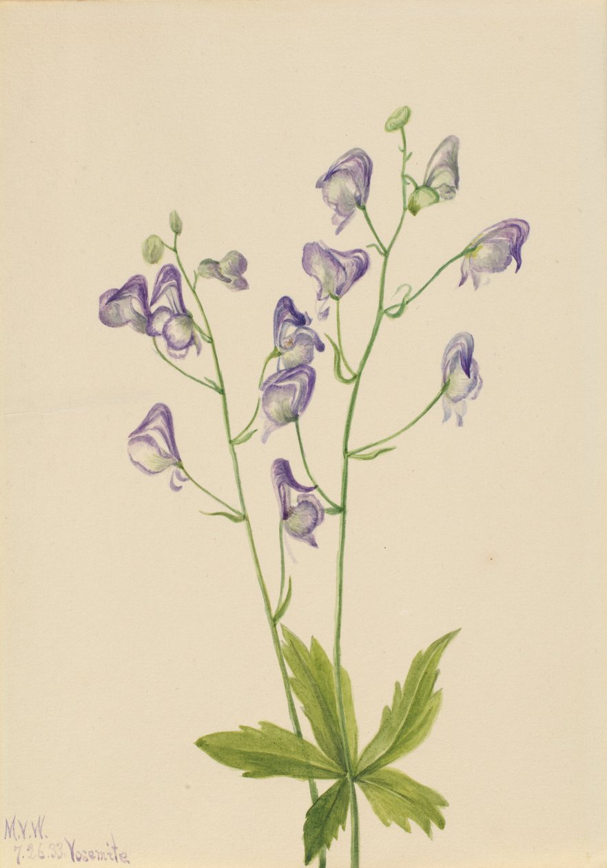Western Monkshood by Mary Vaux Walcott