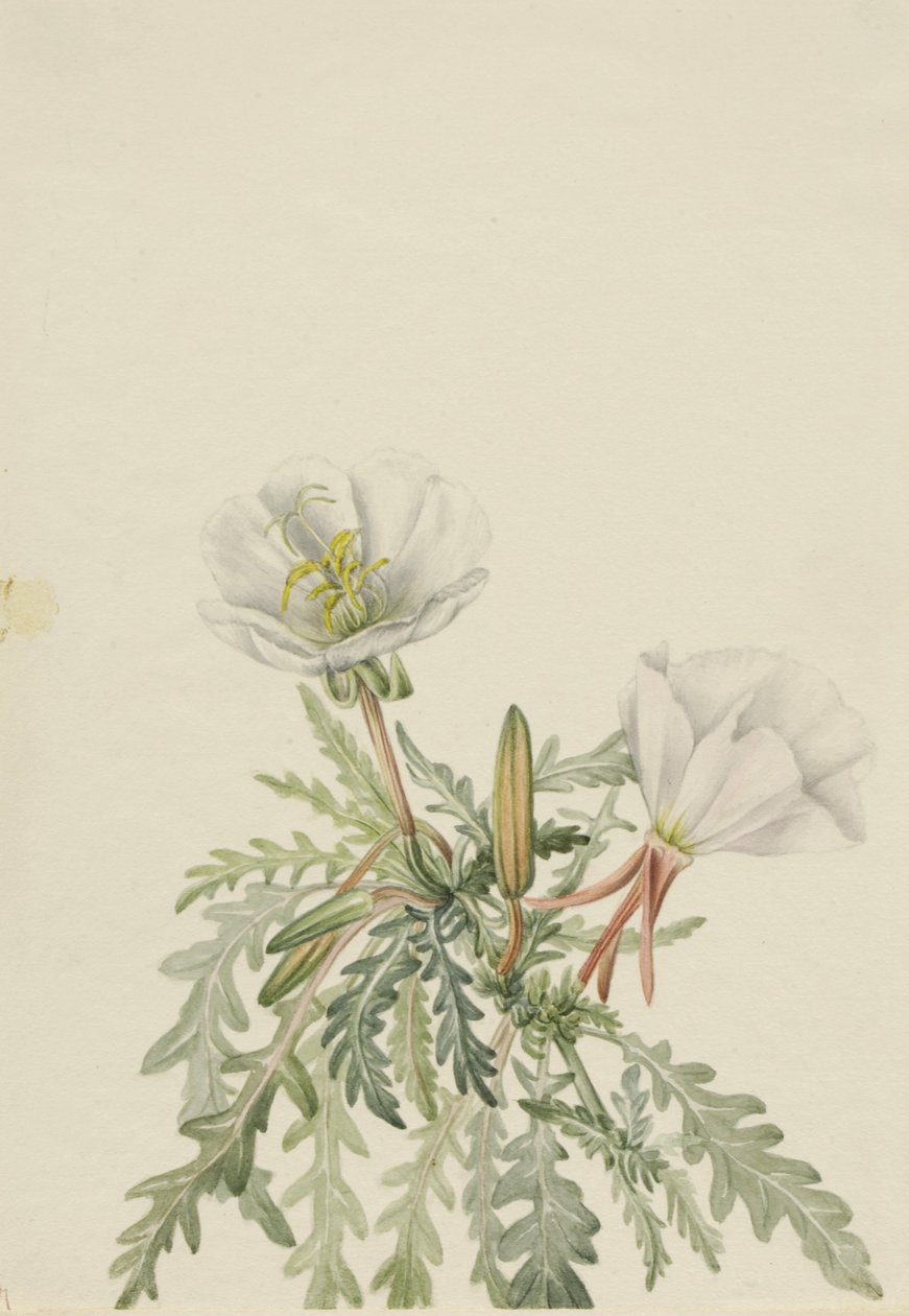White Dawnrose by Mary Vaux Walcott