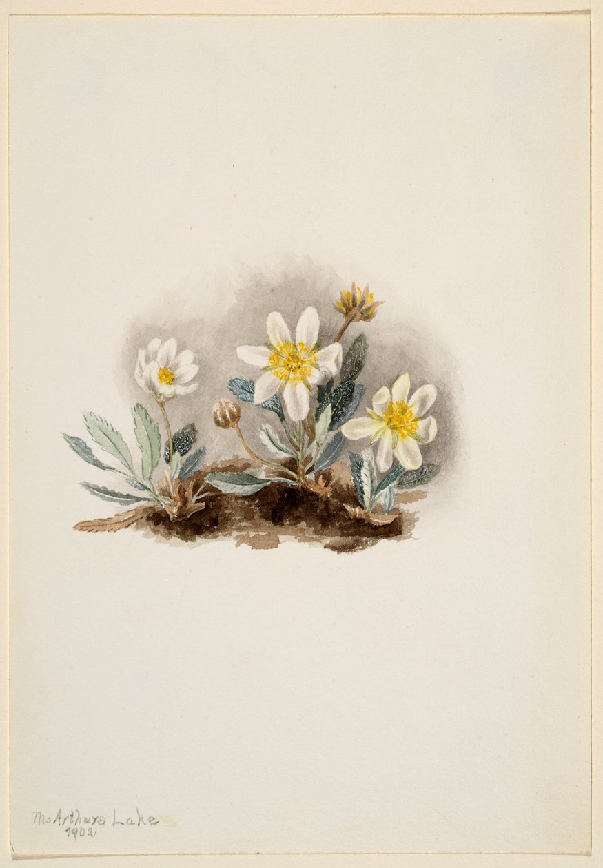White Dryad by Mary Vaux Walcott
