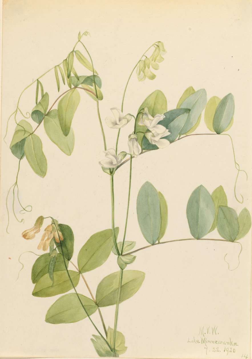 White Pea by Mary Vaux Walcott