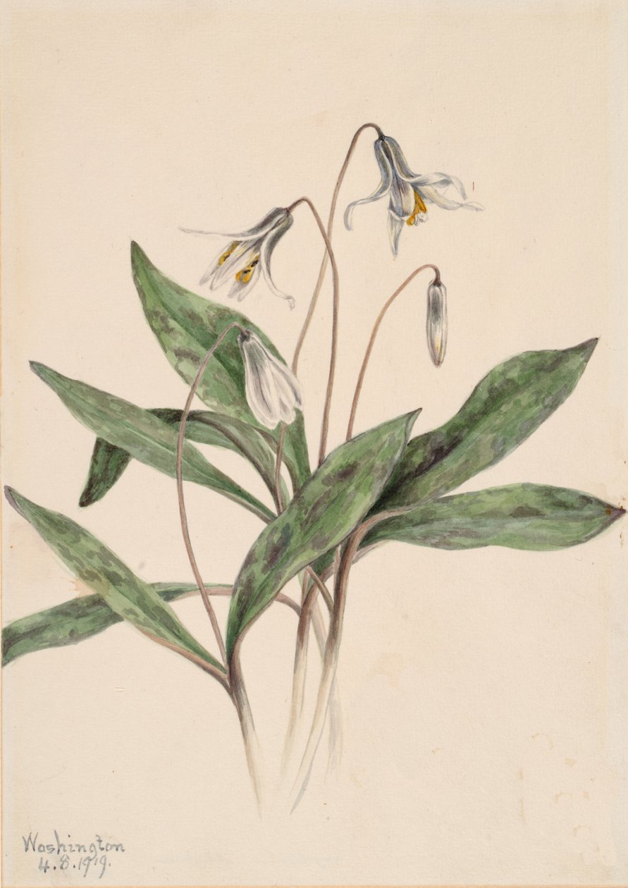 White Troutlily Erythronium albidum by Mary Vaux Walcott