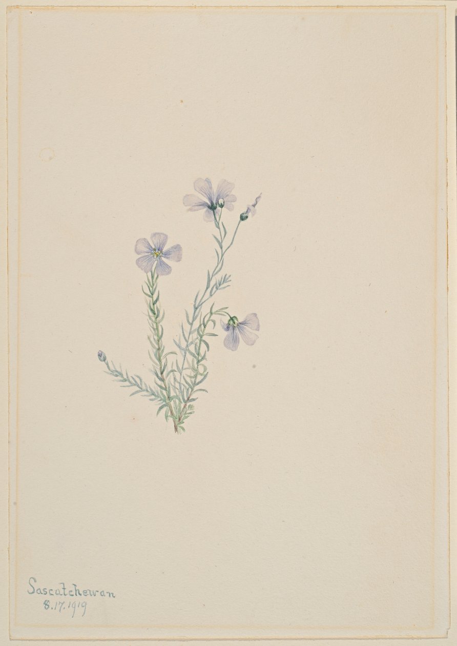 Wild Flax by Mary Vaux Walcott