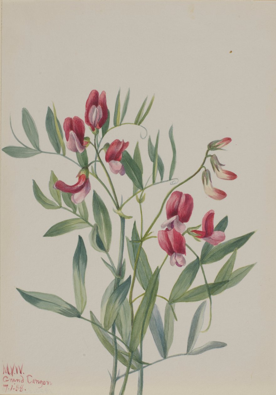Wild Pea (Lathyrus decaphyllus) by Mary Vaux Walcott