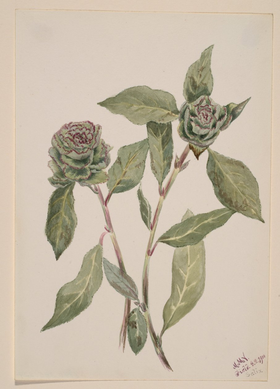 Willow by Mary Vaux Walcott