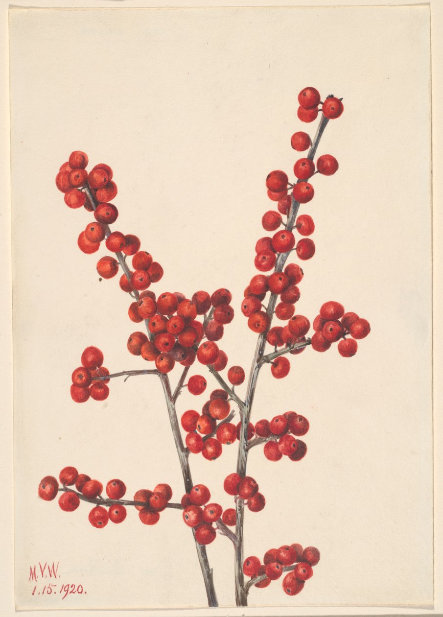 Winterberry by Mary Vaux Walcott