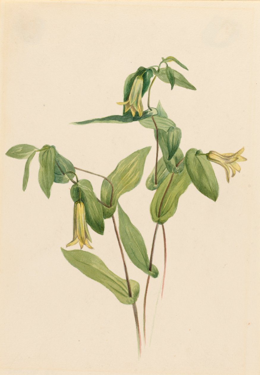 Wood Merrybells Uvularia perfoliata by Mary Vaux Walcott