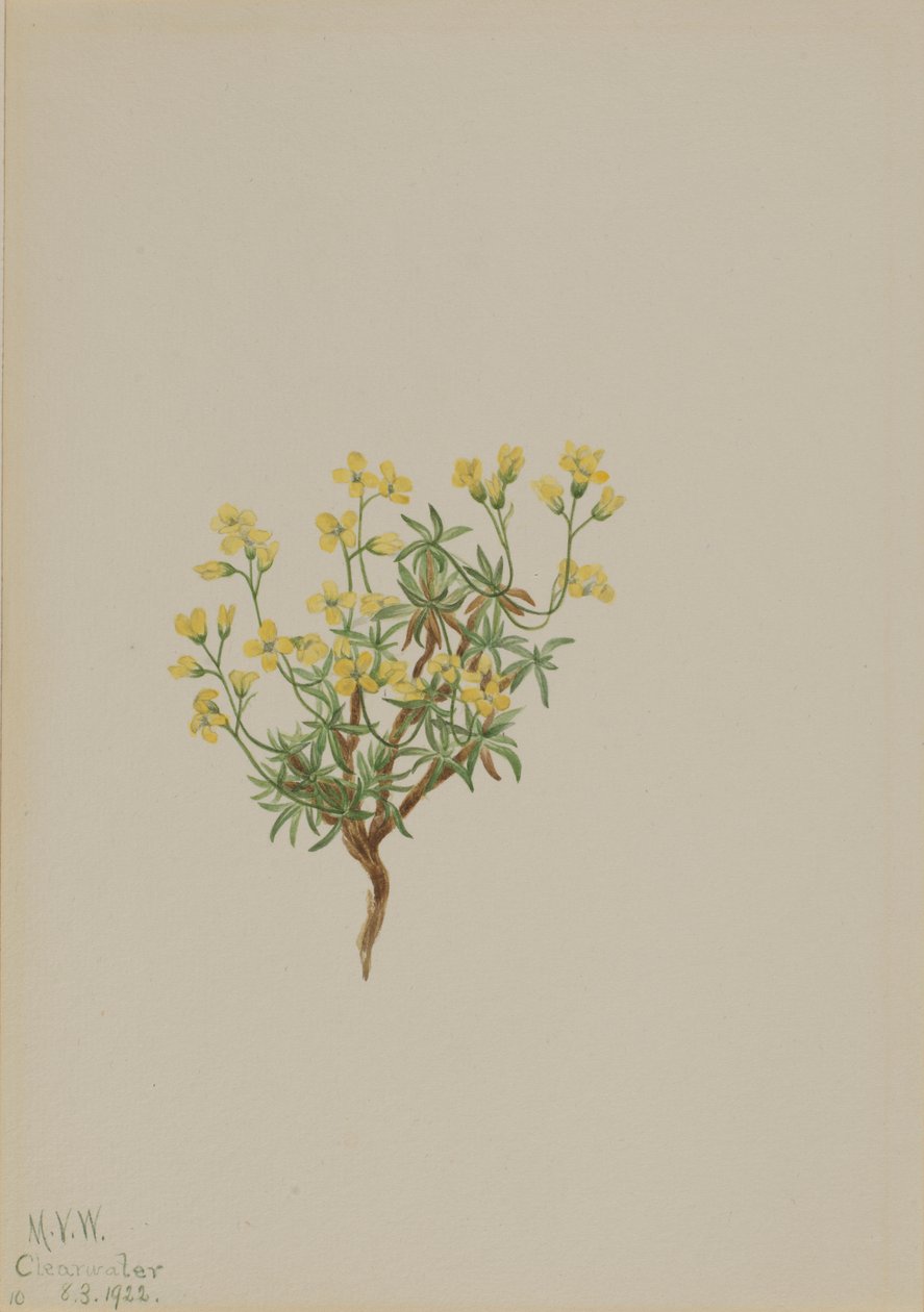 Yellow Willow Grass by Mary Vaux Walcott