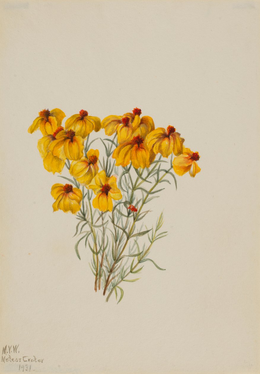 Zinnia by Mary Vaux Walcott