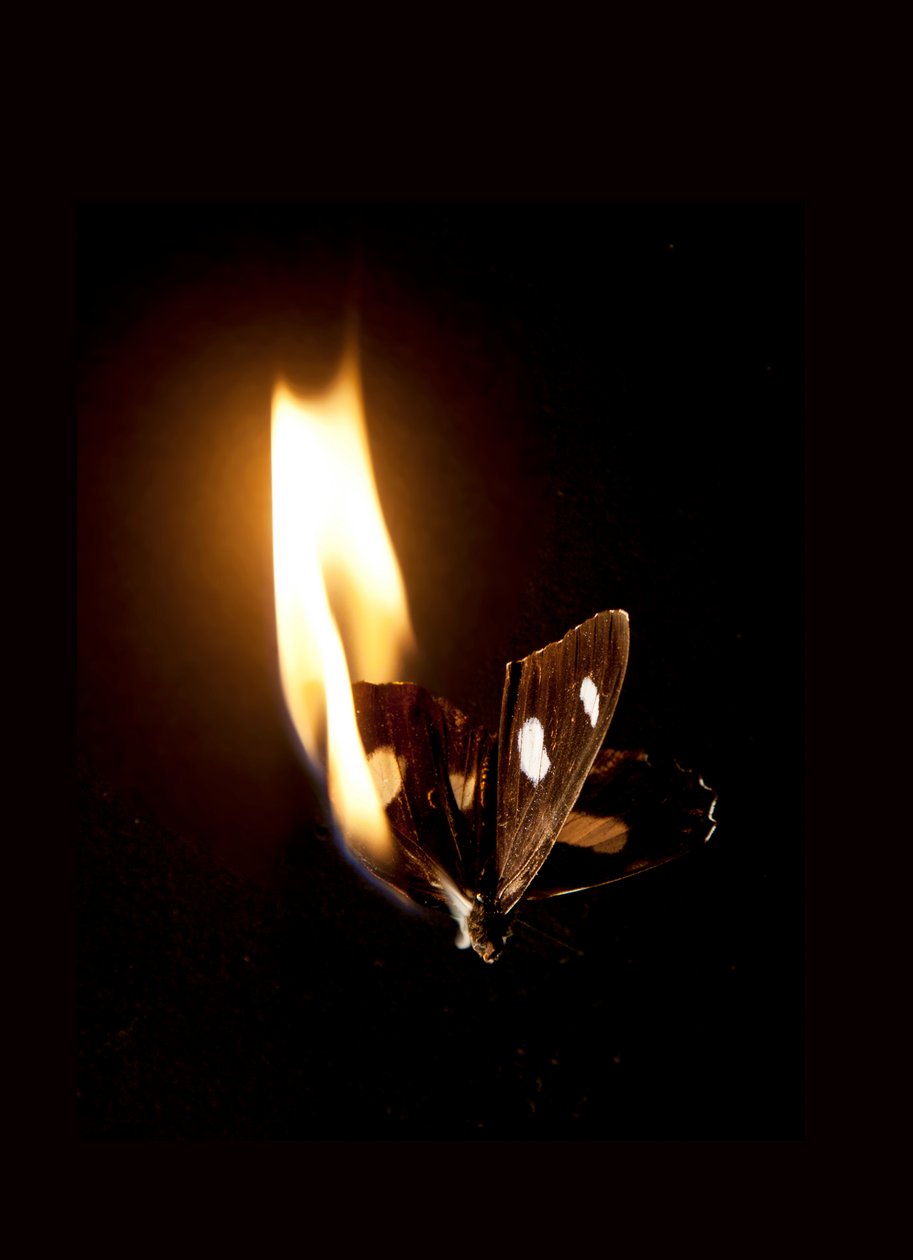 Burning Butterfly 21, 2013 by Mat Collishaw
