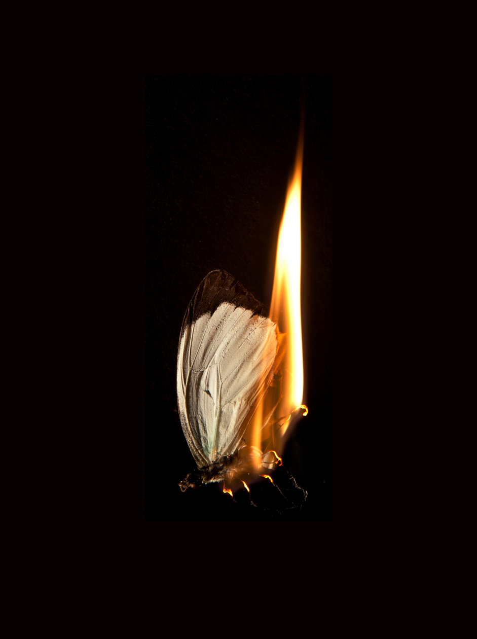 Burning Butterfly 2 by Mat Collishaw