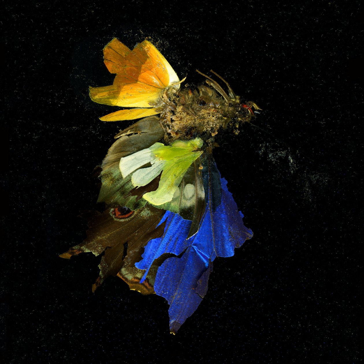 Insecticide 15 by Mat Collishaw