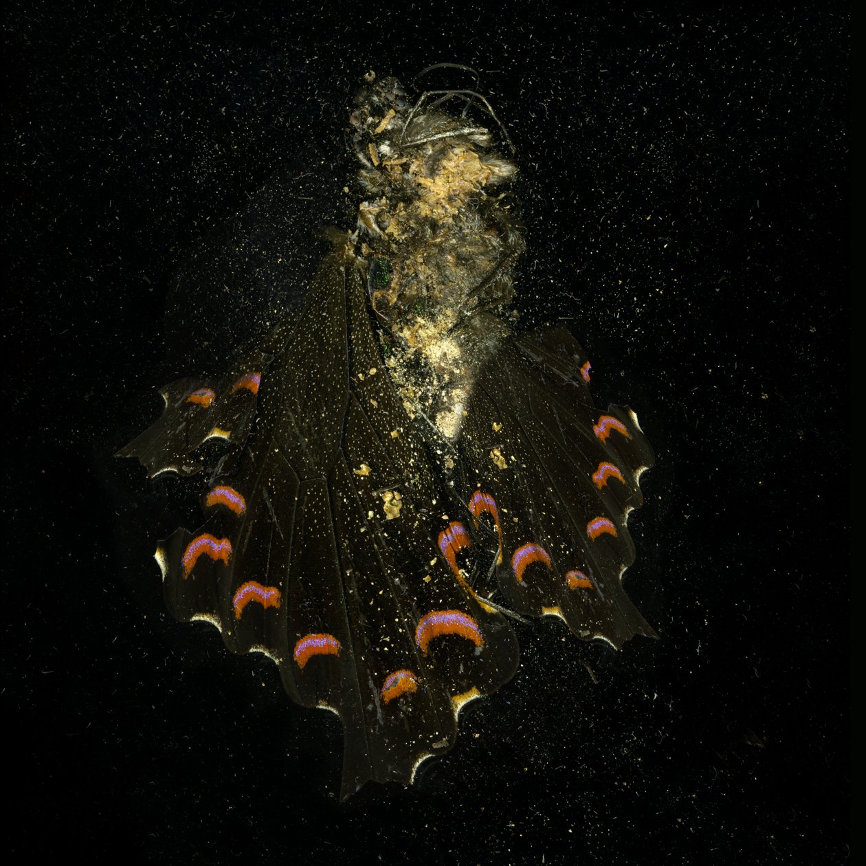Insecticide 28, 2011 by Mat Collishaw