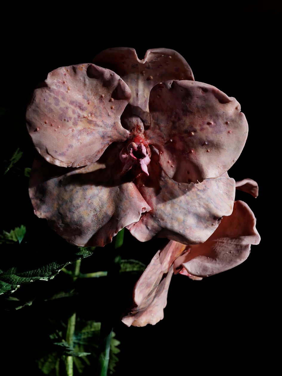 Venal Muse, Impetus by Mat Collishaw