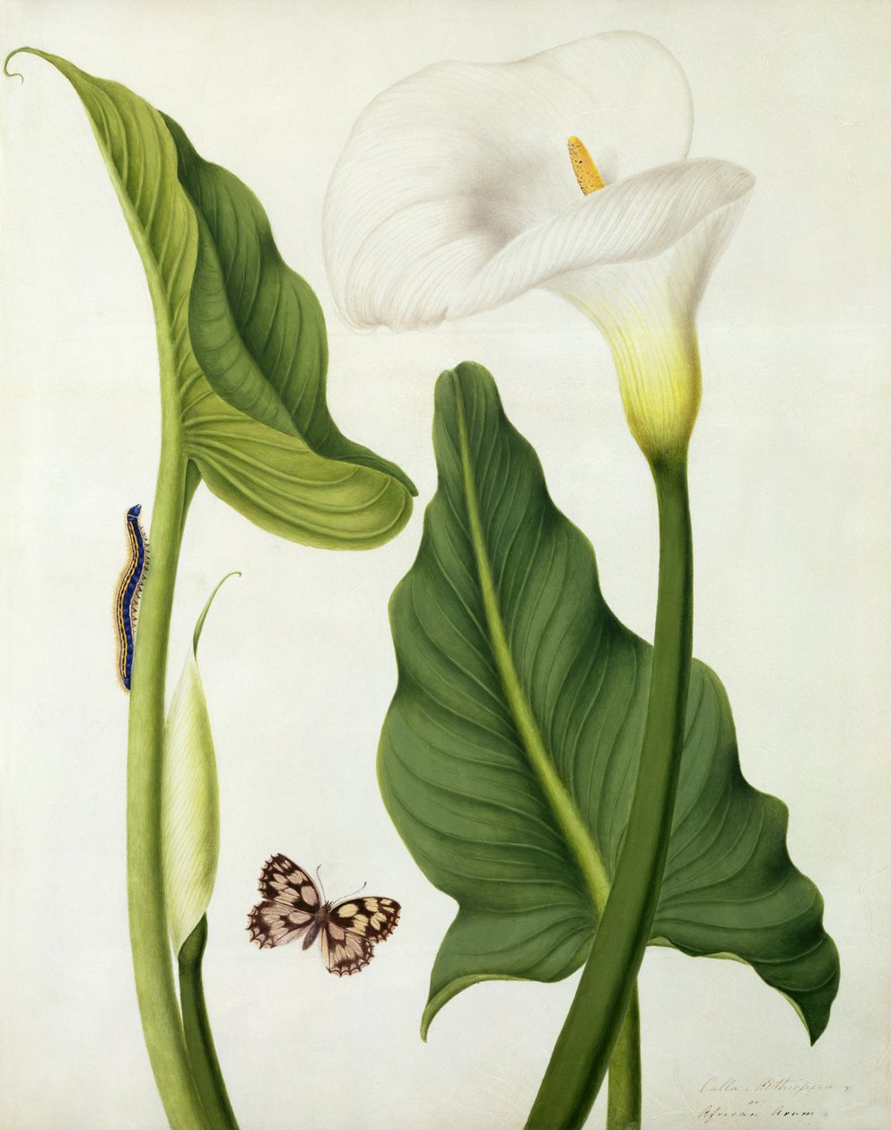 Calla Aethiopica with Butterfly and Caterpillar by Matilda Conyers
