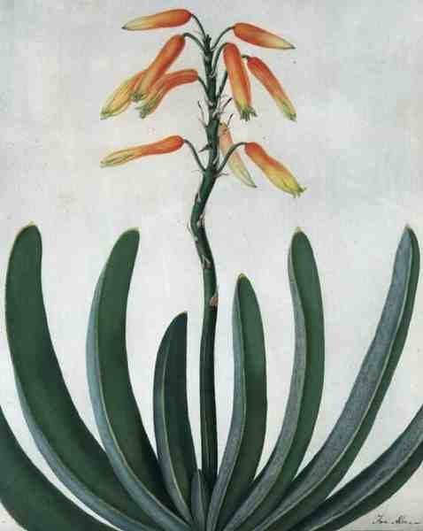 Aloe Striata by Matilda Conyers