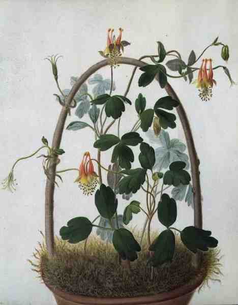 Tropaeolum Tuberosum by Matilda Conyers