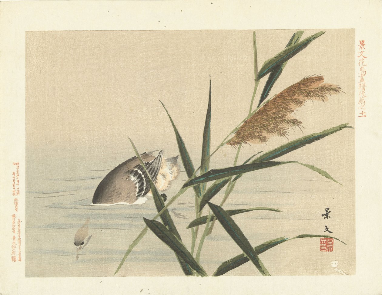 Diving Duck by Reeds (series title: Flower and Bird Sketches by Keibun - Part Three) by Matsumura Keibun