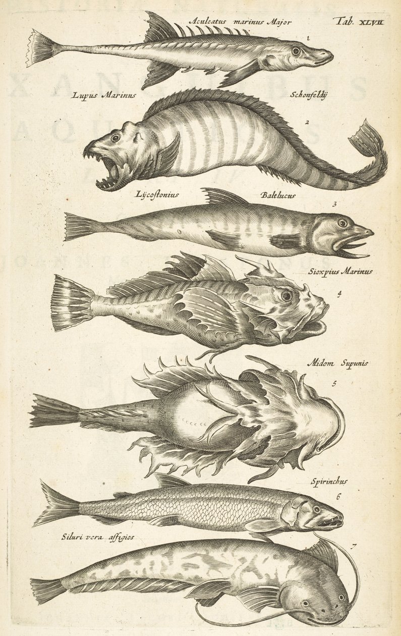 Fish species, Illustration from 