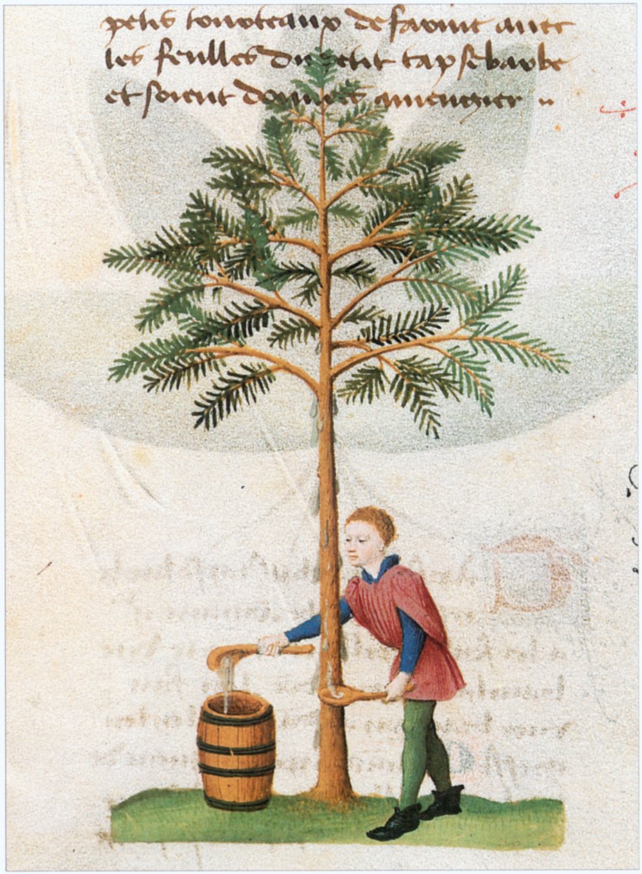 The Book of Simple Medicines - Translation into French from the 12th Century Latin Manuscript of Matthaeus Platearius by Matthaeus Platearius