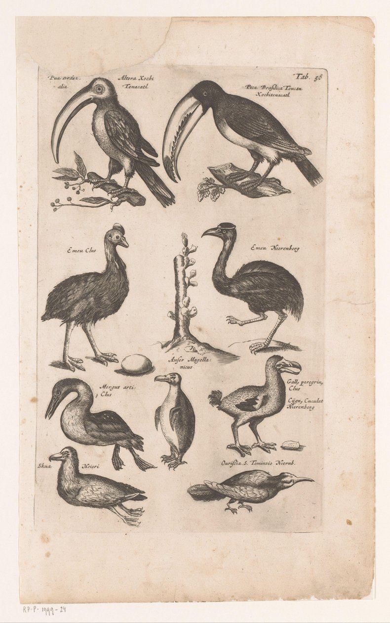 Toucans and Other Birds by Matthaus Merian