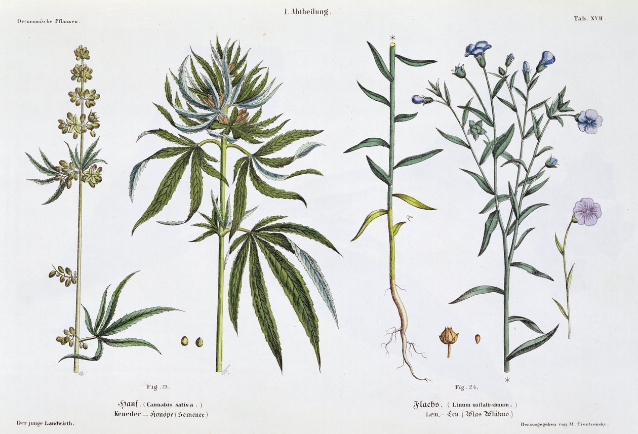 Cannabis and Flax, from 
