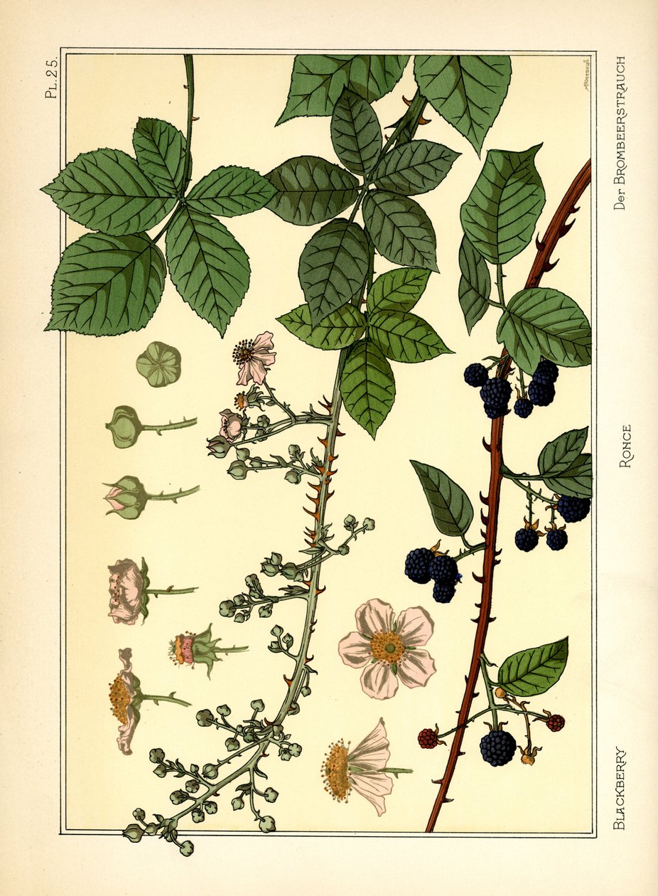 The Blackberry Bush by Maurice Pillard Verneuil