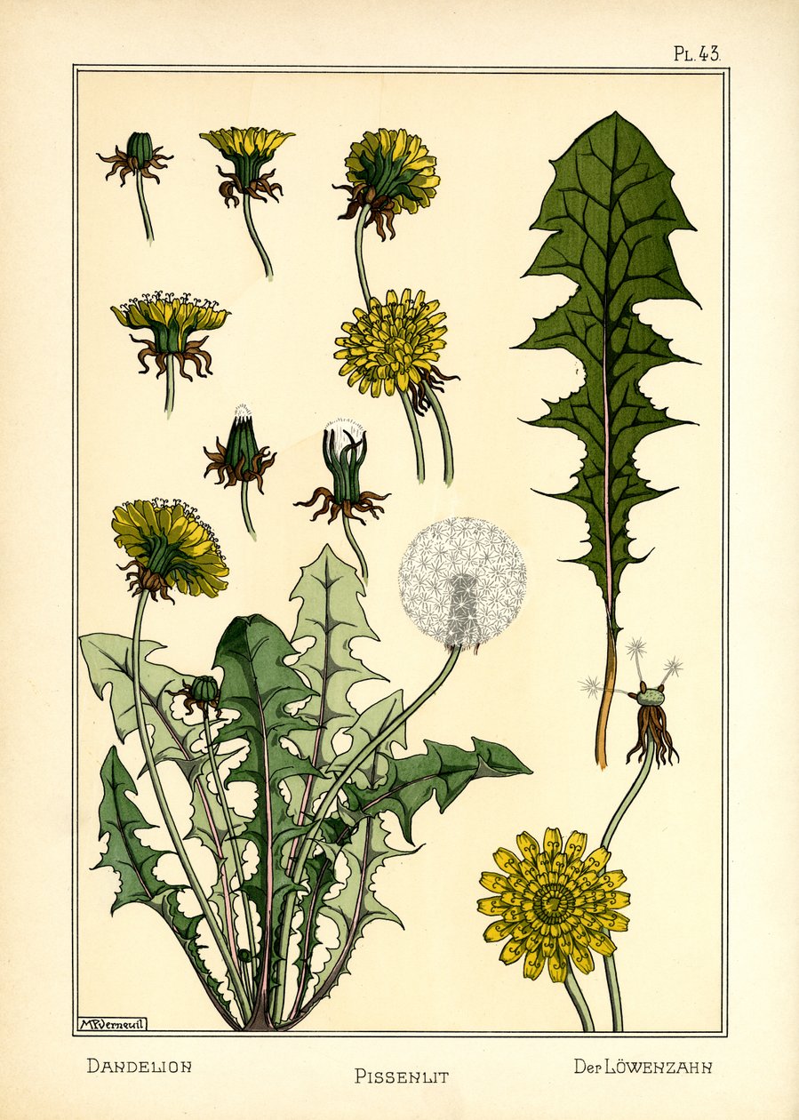 The Dandelion by Maurice Pillard Verneuil