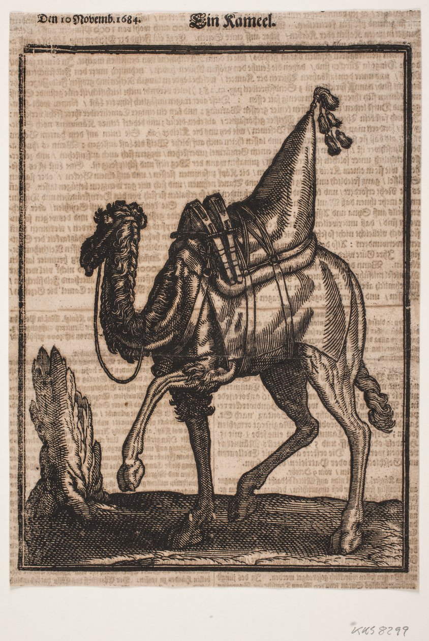 A Saddled-up Dromedary, Profile Towards the Left, with the Animal