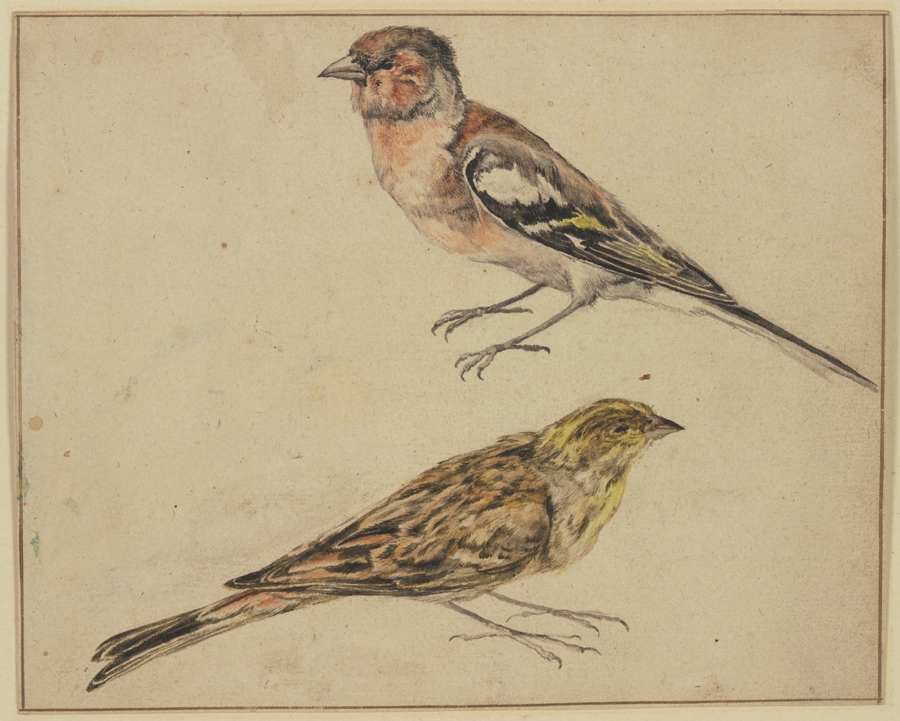 A Goldfinch and a Linnet by Melchior de Hondecoeter