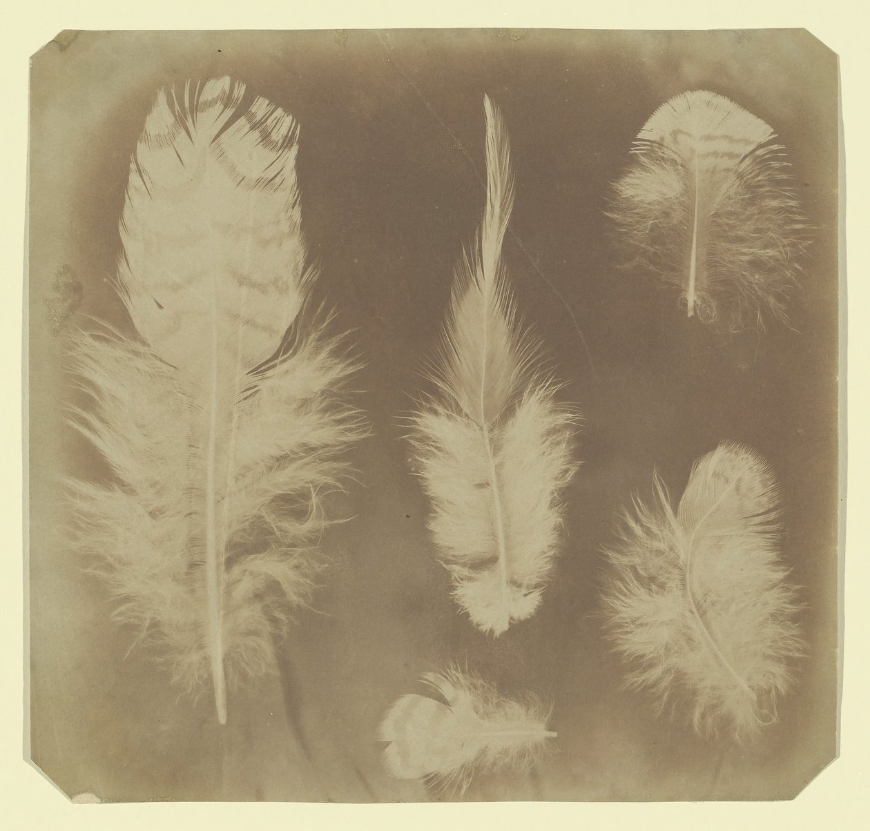Chicken Feathers, ca. 1840 by Mervyn Herbert Nevil Story Maskelyne